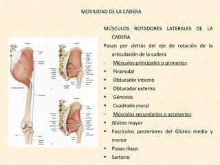 MÚSCULOS ROTADORES LATERALES DE LA CADERA Pasan por detrás del eje de rotación de la articulación de la cadera Músculos principales o primarios :  Piramidal Obturador interno Obturador externo Géminos Cuadrado crural Músculos secundarios o accesorios : Glúteo mayor Fascículos posteriores del Glúteo medio y menor Psoas-ilíaco Sartorio MOVILIDAD DE LA CADERA 