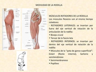 MOVILIDAD DE LA RODILLA MÚSCULOS ROTADORES DE LA RODILLA Los músculos flexores son al mismo tiempo rotadores ROTADORES LATERALES: se insertan por fuera del eje vertical de rotación de la articulación de la rodilla: Bíceps crural Tensor de la fascia lata ROTADORES INTERNOS: se insertan por dentro del eje vertical de rotación de la rodilla: Músculos de la “pata de ganso superficial”: Grácil (Recto interno), Sartorio y semitendinoso Semimenbranoso Poplíteo 