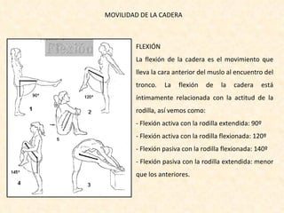FLEXIÓN La flexión de la cadera es el movimiento que lleva la cara anterior del muslo al encuentro del tronco. La flexión de la cadera está íntimamente relacionada con la actitud de la rodilla, así vemos como: - Flexión activa con la rodilla extendida: 90º  - Flexión activa con la rodilla flexionada: 120º  - Flexión pasiva con la rodilla flexionada: 140º - Flexión pasiva con la rodilla extendida: menor que los anteriores.  MOVILIDAD DE LA CADERA 