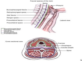 •  Superficial cervical fascia •  Deep cervical fascia –  Superficial layer •  SCM, strap muscles, trapezius –  Middle or ...