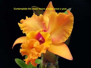 Contemplate the dawn hours at least once a year. 