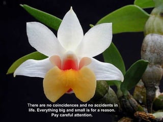 Th ere are no coincidences and no accidents in life. Everything big and small is for a reason. Pay careful attention. 