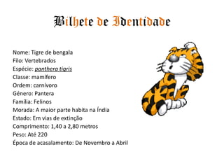 Bilhete de IdentidadeNome: Tigre de bengalaFilo: VertebradosEspécie: panthera tigris Classe: mamíferoOrdem: carnívoroGénero: PanteraFamília: FelinosMorada: A maior parte habita na ÍndiaEstado: Em vias de extinçãoComprimento: 1,40 a 2,80 metrosPeso: Até 220Época de acasalamento: De Novembro a Abril