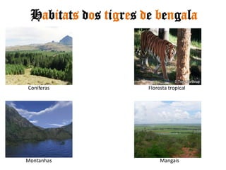 Habitats dos tigres de bengalaConíferas Floresta tropicalMontanhasMangais