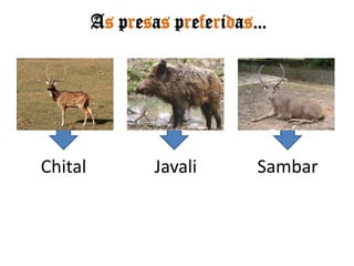 As presas preferidas…ChitalJavaliSambar