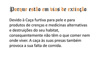 Porque estão em vias de extinção	Devido à Caça furtiva para pele e para produtos de crenças e medicinas alternativas e destruições do seu habitat, consequentemente não têm o que comer nem onde viver. A caça às suas presas também provoca a sua falta de comida.