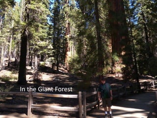 In the Giant Forest