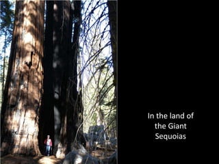 In the land of the Giant Sequoias