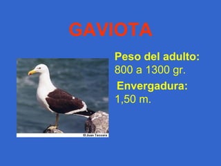 HERBÍBOROS Elefante Caballo   