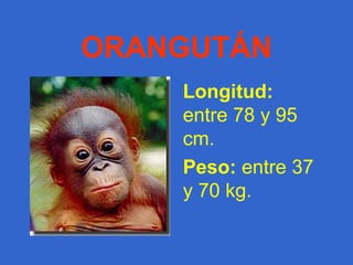 CIGÜEÑA Peso : 2,5 a 4,5 kg. Envergadura:  de 2 a 2,10m. 