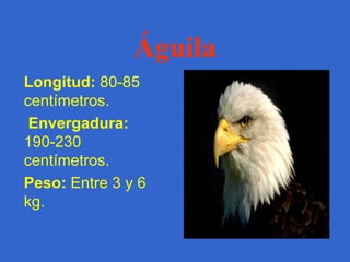 Acuáticos y Primates 