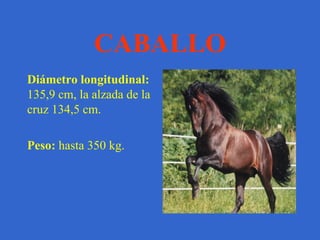 Águila Longitud:  80-85 centímetros. 