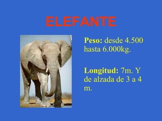 Envergadura:  190-230 centímetros. 