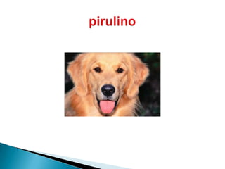 pirulino 