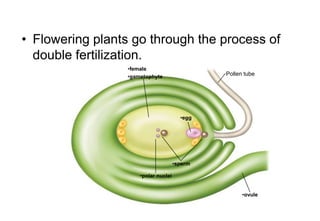 Pollinating Plants Rhs RHS Level 2 Certificate year 1 Week 30 | PPT