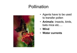 Pollinating Plants Rhs RHS Level 2 Certificate year 1 Week 30 | PPT