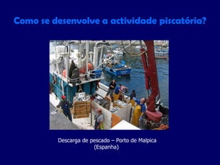 Como se desenvolve a actividade piscatória? Descarga de pescado – Porto de Malpica (Espanha)  