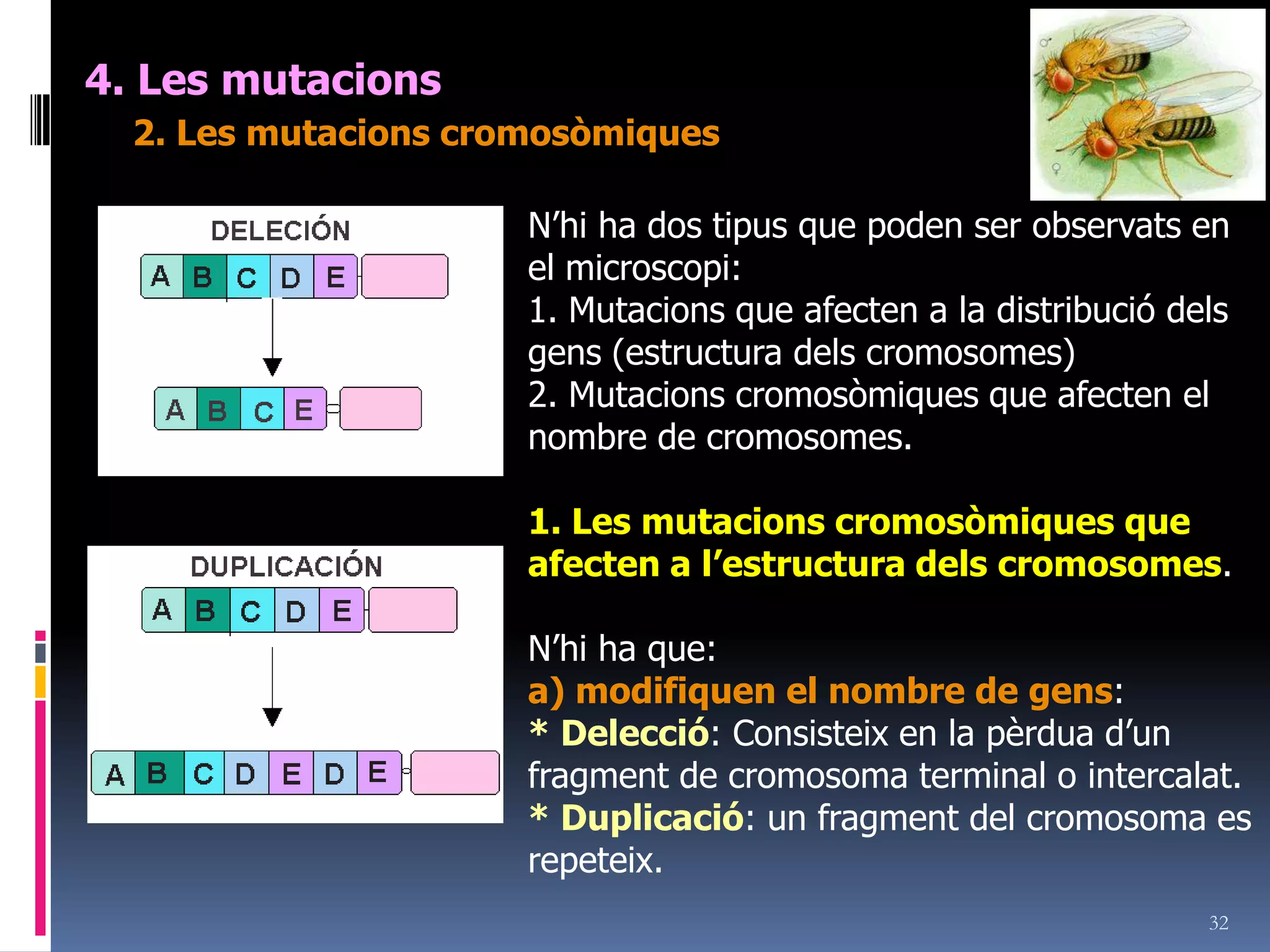 304. Les mutacionsDepenent del lloc i el tipus de cèl·lula on es produeix n’hi ha dos tipus:Mutacions somàtiques: aquestes les pateix el mateix individu i no es transmeten a la descendència, afectant a més zones del cos com més d’hora del seu desenvolupament embrionari es doni.2.Mutacions germinals o genètiques: les pateixen les cèl·lules sexuals (gàmetes –només afectaria a un zigot- o cèl·lules precursores –poden afectar a gran part de la descendència-) afectant no al individu sinó a la descendència	Depenent del tipus d’alteració es poden classificar en:1. Mutacions gèniques: petit fragment d’ADN2. Mutacions cromosòmiques: afecten a gran part del cromosoma o a tot.