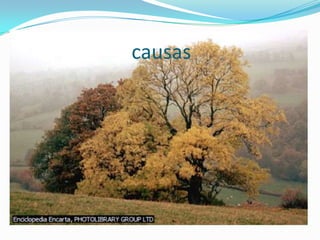 causas