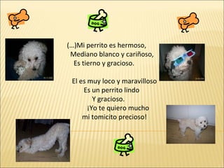 (…)Mi perrito es hermoso, Mediano blanco y cariñoso, Es tierno y gracioso. El es muy loco y maravilloso Es un perrito lindo Y gracioso. ¡Yo te quiero mucho mi tomicito precioso! 