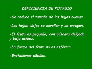 DEFICIENCIA DE POTASIO
-Se reduce el tamaño de las hojas nuevas.
-Las hojas viejas se enrollan y se arrugan.
-El fruto es pequeño, con cáscara delgada
y baja acidez.
-La forma del fruto no es esférica.
-Brotaciones débiles.
 