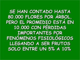 SE HAN CONTADO HASTASE HAN CONTADO HASTA
80.000 FLORES POR ÁRBOL,80.000 FLORES POR ÁRBOL,
PERO EL PROMEDIO ESTÁ ENPERO EL PROMEDIO ESTÁ EN
10.000 CON PÉRDIDAS10.000 CON PÉRDIDAS
IMPORTANTES PORIMPORTANTES POR
FENÓMENOS FISIOLÓGICOSFENÓMENOS FISIOLÓGICOS
LLEGANDO A SER FRUTOSLLEGANDO A SER FRUTOS
SOLO ENTRE UN 5% A 10%SOLO ENTRE UN 5% A 10%
 