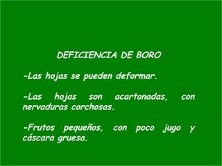 DEFICIENCIA DE BORO
-Las hojas se pueden deformar.
-Las hojas son acartonadas, con
nervaduras corchosas.
-Frutos pequeños, con poco jugo y
cáscara gruesa.
 