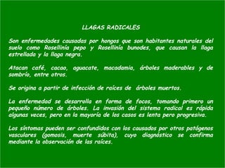 LLAGAS RADICALES
Son enfermedades causadas por hongos que son habitantes naturales del
suelo como Rosellinía pepo y Rosellinía bunodes, que causan la llaga
estrellada y la llaga negra.
Atacan café, cacao, aguacate, macadamia, árboles maderables y de
sombrío, entre otros.
Se origina a partir de infección de raíces de árboles muertos.
La enfermedad se desarrolla en forma de focos, tomando primero un
pequeño número de árboles. La invasión del sistema radical es rápida
algunas veces, pero en la mayoría de los casos es lenta pero progresiva.
Los síntomas pueden ser confundidos con los causados por otros patógenos
vasculares (gomosis, muerte súbita), cuyo diagnóstico se confirma
mediante la observación de las raíces.
 