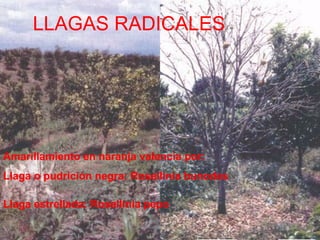 LLAGAS RADICALES
Amarillamiento en naranja valencia por:
Llaga o pudrición negra: Rosellinia bunodes
Llaga estrellada: Rosellinia pepo
 