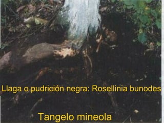 Llaga o pudrición negra: Rosellinia bunodes
Tangelo mineola
 