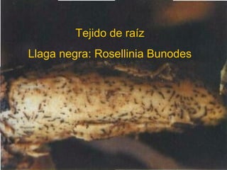 Tejido de raíz
Llaga negra: Rosellinia Bunodes
 