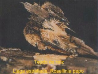 Tejido de raíz
Llaga estrellada: Rosellinia pepo
 
