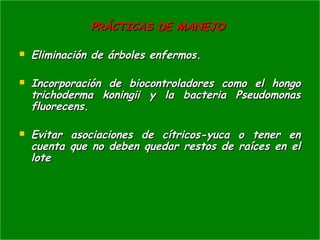 PRÁCTICAS DE MANEJOPRÁCTICAS DE MANEJO
 Eliminación de árboles enfermos.Eliminación de árboles enfermos.
 Incorporación de biocontroladores como el hongoIncorporación de biocontroladores como el hongo
trichoderma koningii y la bacteria Pseudomonastrichoderma koningii y la bacteria Pseudomonas
fluorecens.fluorecens.
 Evitar asociaciones de cítricos-yuca o tener enEvitar asociaciones de cítricos-yuca o tener en
cuenta que no deben quedar restos de raíces en elcuenta que no deben quedar restos de raíces en el
lotelote
 