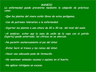 MANEJO
La enfermedad puede prevenirse mediante la adopción de prácticas
como:
-Que las plantas del vivero estén libres de estos patógenos.
-Uso de patrones tolerantes a la enfermedad.
-Injertar las plantas a una altura de 20 a 30 cm. del nivel del suelo.
-Al sembrar, evitar que la zona de unión de la copa con el patrón
(injerto) quede enterrada; los cítricos no se ahorcan.
-No permitir encharcamiento al pie del árbol.
-Evitar herir el tronco y las raíces del árbol.
-Hacer una adecuada poda de formación.
-No mantener animales vacunos o equinos en el huerto.
-No aplicar nitrógeno en exceso.
 