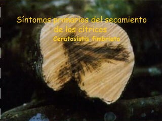 Síntomas primarios del secamiento
de los cítricos
Ceratosistis fimbriata
 