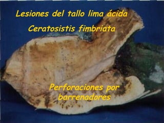 Lesiones del tallo lima ácida
Ceratosistis fimbriata
Perforaciones por
barrenadores
 