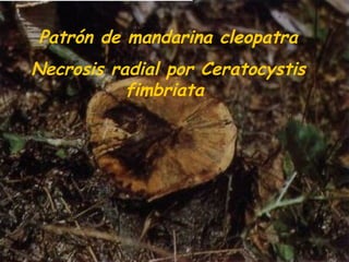 Patrón de mandarina cleopatra
Necrosis radial por Ceratocystis
fimbriata
 