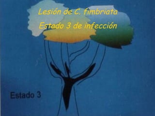 Lesión de C. fimbriata
Estado 3 de infección
 