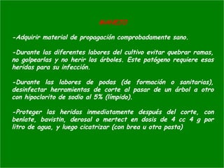 MANEJO
-Adquirir material de propagación comprobadamente sano.
-Durante las diferentes labores del cultivo evitar quebrar ramas,
no golpearlas y no herir los árboles. Este patógeno requiere esas
heridas para su infección.
-Durante las labores de podas (de formación o sanitarias),
desinfectar herramientas de corte al pasar de un árbol a otro
con hipoclorito de sodio al 5% (límpido).
-Proteger las heridas inmediatamente después del corte, con
benlate, bavistin, derosal o mertect en dosis de 4 cc 4 g por
litro de agua, y luego cicatrizar (con brea u otra pasta)
 