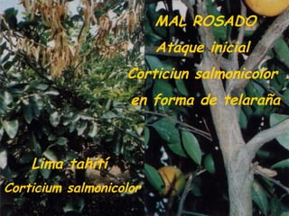 Lima tahití
Corticium salmonicolor
MAL ROSADO
Ataque inicial
Corticiun salmonicolor
en forma de telaraña
 