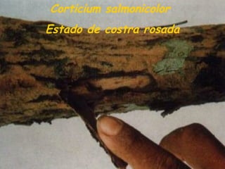 Corticium salmonicolor
Estado de costra rosada
 
