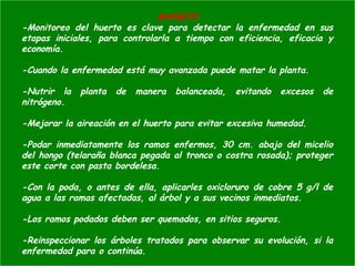 MANEJO
-Monitoreo del huerto es clave para detectar la enfermedad en sus
etapas iniciales, para controlarla a tiempo con eficiencia, eficacia y
economía.
-Cuando la enfermedad está muy avanzada puede matar la planta.
-Nutrir la planta de manera balanceada, evitando excesos de
nitrógeno.
-Mejorar la aireación en el huerto para evitar excesiva humedad.
-Podar inmediatamente los ramos enfermos, 30 cm. abajo del micelio
del hongo (telaraña blanca pegada al tronco o costra rosada); proteger
este corte con pasta bordelesa.
-Con la poda, o antes de ella, aplicarles oxicloruro de cobre 5 g/l de
agua a las ramas afectadas, al árbol y a sus vecinos inmediatos.
-Los ramos podados deben ser quemados, en sitios seguros.
-Reinspeccionar los árboles tratados para observar su evolución, si la
enfermedad para o continúa.
 