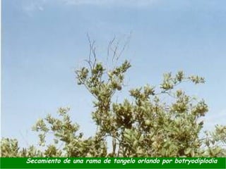 Secamiento de una rama de tangelo orlando por botryodiplodia
 