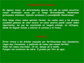 SECAMIENTO DE RAMAS
En algunas zonas, en determinadas épocas del año es común encontrar
ramas terminales secas por el hongo Botryodiplodla theobromae
(principales sinónimos: Diplodia natalensis y Lasiodiplodla theobromae).
Este hongo ataca ramas apicales tiernas, las cuales seca y les provoca
exudados gomosos de color oscuro; en casos severos puede causar daños
importantes, los que he constatado en tangelo orlando, en Antioquia,
donde ha llegado incluso a afectar la corteza y el tronco.
MANEJO
Evitar stress a los árboles causados por fertilizaciones muy abundantes,
riegos muy frecuentes, y quebrada de ramos que causan heridas.
Podar las ramas afectadas, 15 cm. debajo de la lesión.
Fumigar con oxicloruro de cobre, 5 gramos por litro de agua.
 
