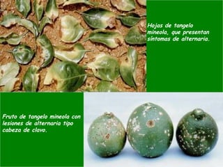 Fruto de tangelo mineola con
lesiones de alternaria tipo
cabeza de clavo.
Hojas de tangelo
mineola, que presentan
síntomas de alternaria.
 