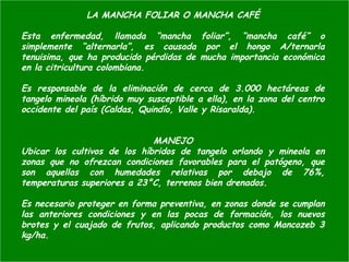 LA MANCHA FOLIAR O MANCHA CAFÉ
Esta enfermedad, llamada “mancha foliar”, “mancha café” o
simplemente “alternarla”, es causada por el hongo A/ternarla
tenuisima, que ha producido pérdidas de mucha importancia económica
en la citricultura colombiana.
Es responsable de la eliminación de cerca de 3.000 hectáreas de
tangelo mineola (híbrido muy susceptible a ella), en la zona del centro
occidente del país (Caldas, Quindío, Valle y Risaralda).
MANEJO
Ubicar los cultivos de los híbridos de tangelo orlando y mineola en
zonas que no ofrezcan condiciones favorables para el patógeno, que
son aquellas con humedades relativas por debajo de 76%,
temperaturas superiores a 23°C, terrenos bien drenados.
Es necesario proteger en forma preventiva, en zonas donde se cumplan
las anteriores condiciones y en las pocas de formación, los nuevos
brotes y el cuajado de frutos, aplicando productos como Mancozeb 3
kg/ha.
 