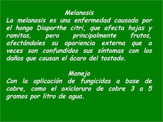 Melanosis
La melanosis es una enfermedad causada por
el hongo Diaporthe citri, que afecta hojas y
ramitas, pero principalmente frutos,
afectándoles su apariencia externa que a
veces son confundidos sus síntomas con los
daños que causan el ácaro del tostado.
Manejo
Con la aplicación de fungicidas a base de
cobre, como el oxicloruro de cobre 3 a 5
gramos por litro de agua.
 