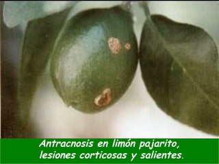Antracnosis en limón pajarito,
lesiones corticosas y salientes.
 