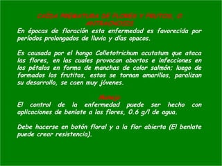 CAÍDA PREMATURA DE FLORES Y FRUTOS, O
ANTRACNOSIS
En épocas de floración esta enfermedad es favorecida por
períodos prolongados de lluvia y días opacos.
Es causada por el hongo Colletotrichum acutatum que ataca
las flores, en las cuales provocan abortos e infecciones en
los pétalos en forma de manchas de color salmón; luego de
formados los frutitos, estos se tornan amarillos, paralizan
su desarrollo, se caen muy jóvenes.
Manejo
El control de la enfermedad puede ser hecho con
aplicaciones de benlate a las flores, 0.6 g/l de agua.
Debe hacerse en botón floral y a la flor abierta (El benlate
puede crear resistencia).
 