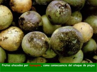 Frutos atacados por fumagina, como consecuencia del ataque de piojos
 